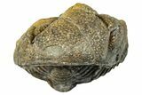 Long, Curled Morocops Trilobite - Morocco #323514-1